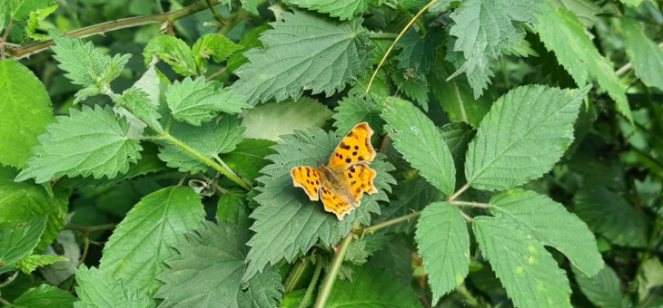 In July, create a butterfly haven!