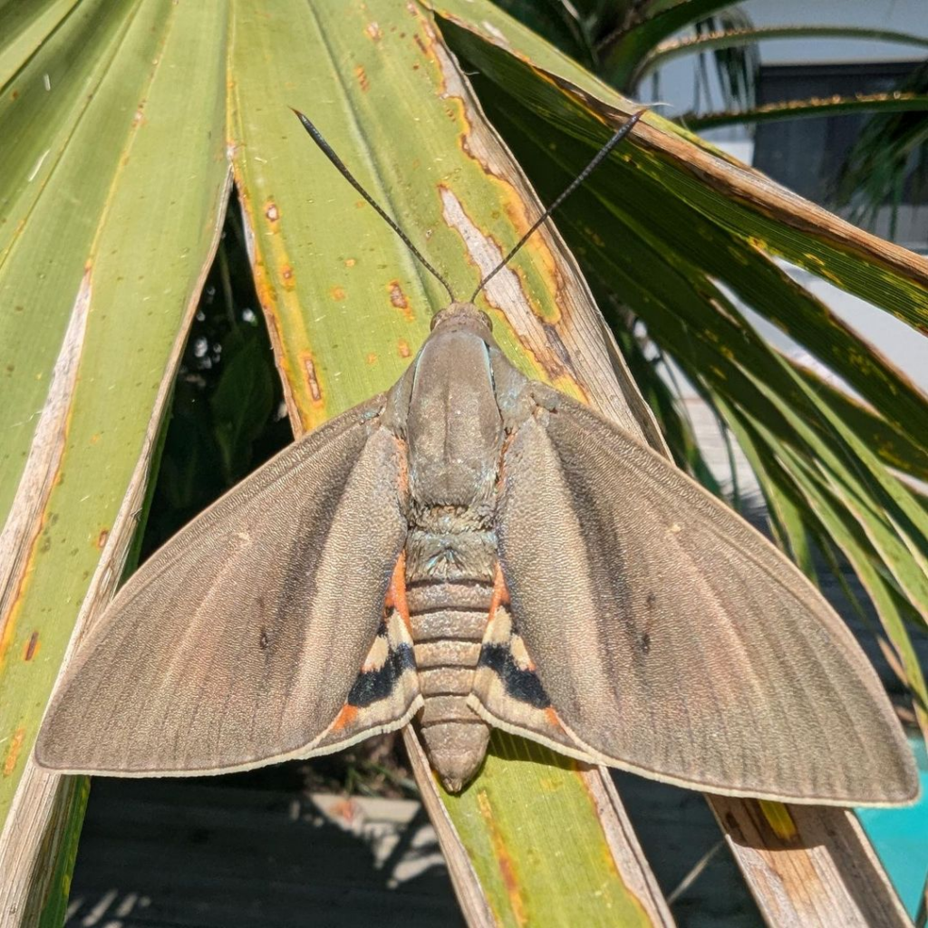 Le papillon du palmier Exploratory Ecology — free download