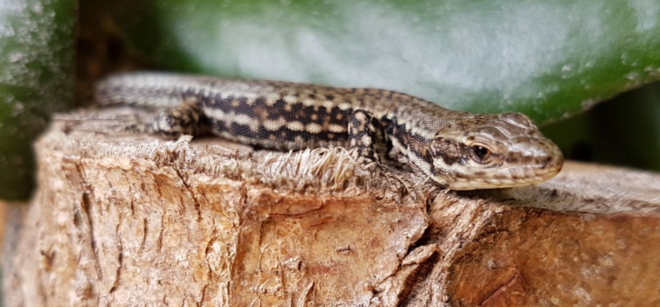 April, the month of reptiles!