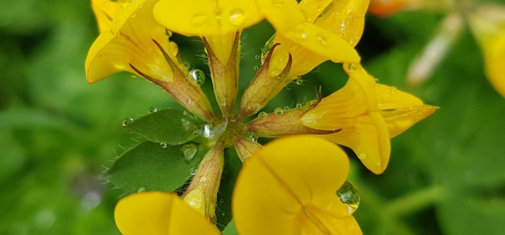 In May, let’s celebrate floral biodiversity!