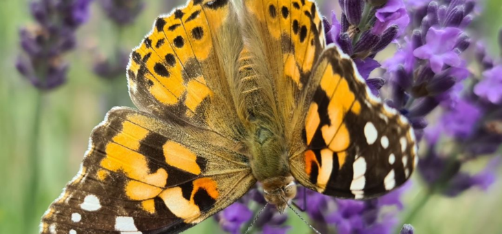 May, the month of butterflies in full swing!