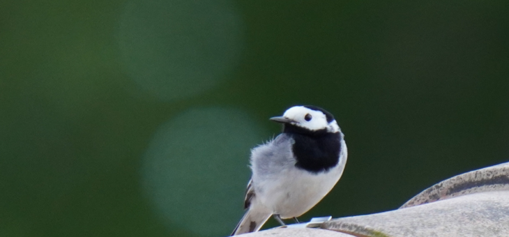 Actualités et projets de l’association 2026