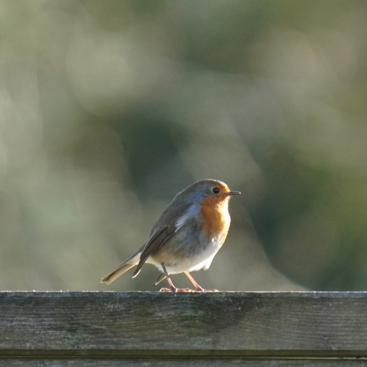 Zoom sur un Projet / Focus on a Project